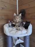 (N ) Benzn Jennifer Foxworth , med kattunger