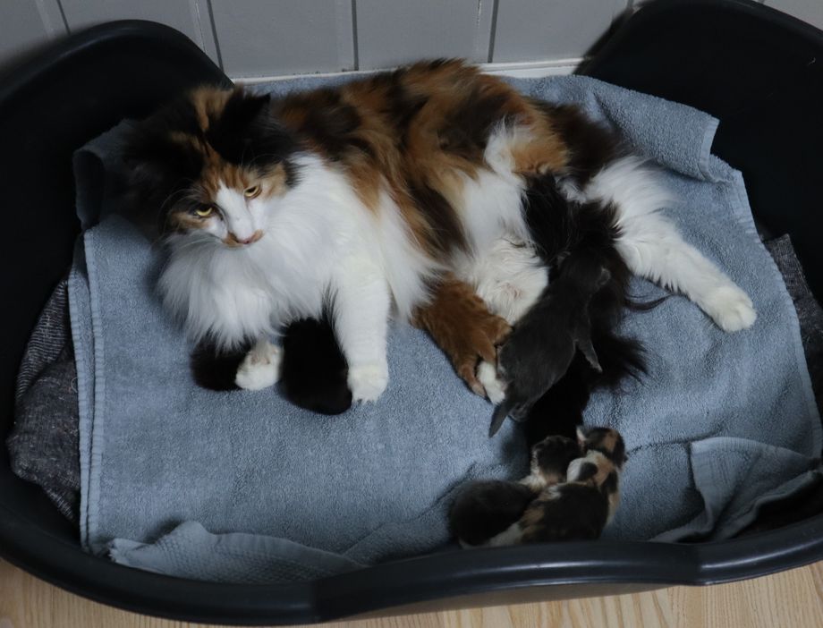 NO*Furunåla's Fiona med kattungene